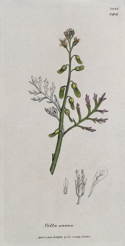 A plant (Vella annua): flowering stem and floral segments