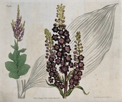 A plant (Veratrum nigrum): flowering stems and leaf