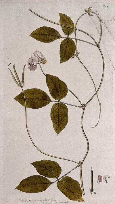 A plant (Vigna capensis) related to cowpea: flowering and fruiting stem with separate fruit and petals