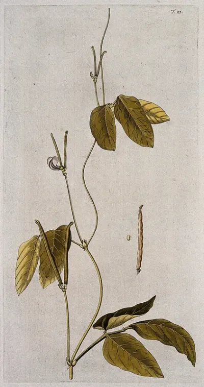 A plant (Vigna catjang) related to cowpea: flowering and fruiting stem with separate pod and seed