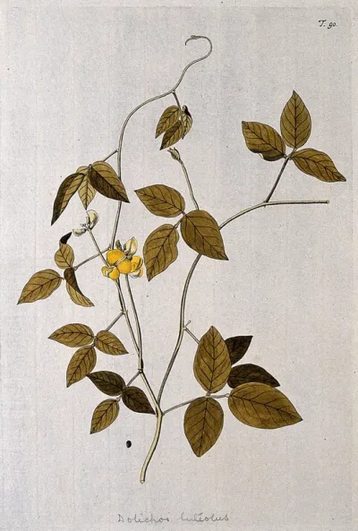 A plant (Vigna glabra) related to cowpea: flowering and fruiting stem with separate seed