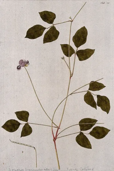 A plant (Vigna sp.) related to the cowpea: flowering stem with separate fruit and seed
