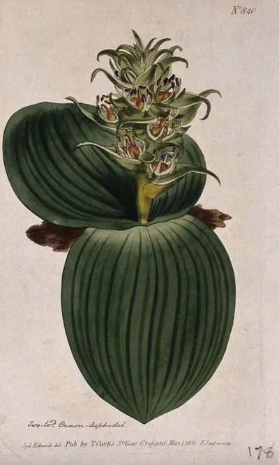 A plant (Whiteheadia latifolia): flowering plant
