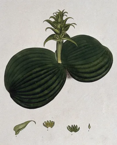 A plant (Whiteheadia latifolia): flowering stem and floral segments