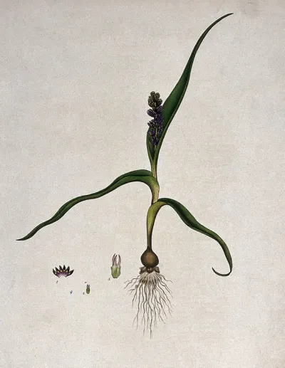 A plant (Wurmbea capensis): flowering plant and floral segments