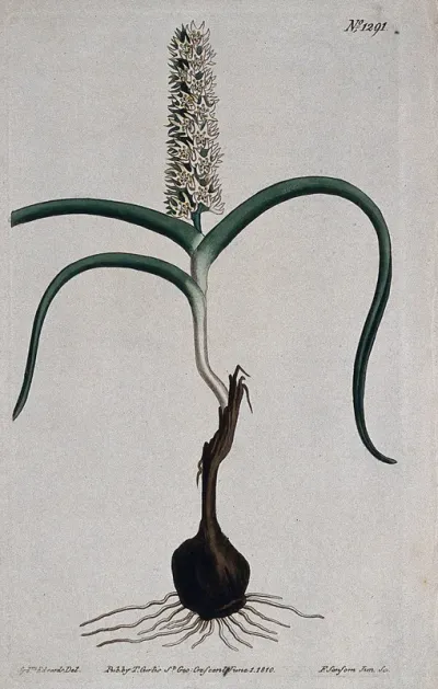 A plant (Wurmbea capensis): flowering plant