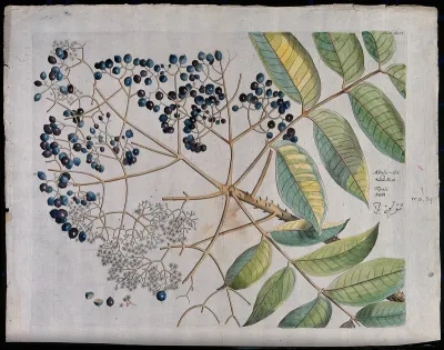 A plant (Zanthoxylum rhetsea) related to knobthorn: branch with flowers and fruit, separate flowers and fruit and sectioned fruit