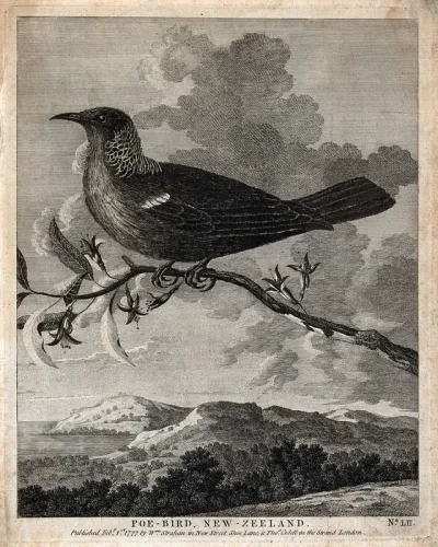 A poe-bird (Prosthemadera novaeseelandiae) perching on a branch