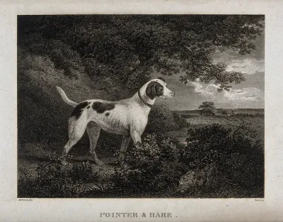 A pointer dog is standing in a forest looking at a hare hiding in the bushes
