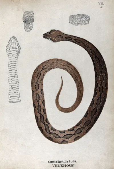 A poisonous snake, brown in colour with darker oblong patches: includes three outline drawings of the head
