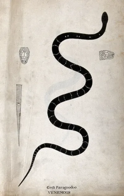 A poisonous snake (bungarus caeruleus), dark in colour, with narrow white cross-banded markings: includes two outline drawings of the head and one of the tail