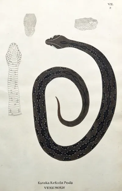 A poisonous snake, dark brown in colour with darker oblong patches edged with white: includes three outline drawings of the head