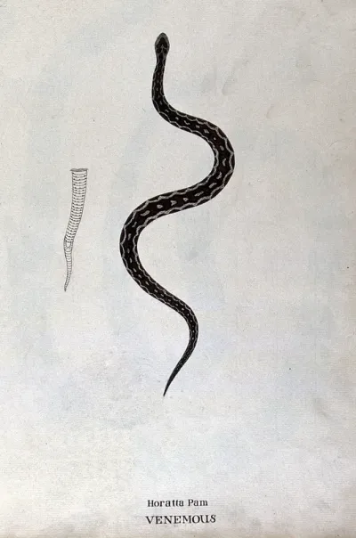 A poisonous snake, dark brown in colour with pale patches edged with black: includes outline drawing of the tail