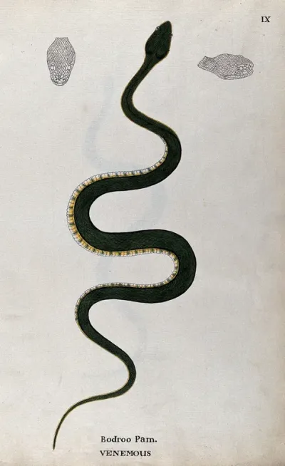 A poisonous snake, green in colour with yellow and green underbelly: includes two outline drawings of the head