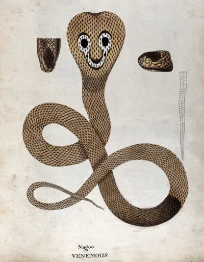 A poisonous snake, Indian cobra: illustration shows 'spectacle' marking on the snake's hood and includes two details of the head and an outline drawing of the tail