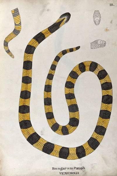 A poisonous snake, yellow in colour, with broad grey cross-banded markings: includes a detail of the tail and two outline drawings of the head