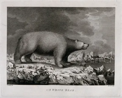 A polar bear encountered by Captain Cook on his third voyage (1777-1780)