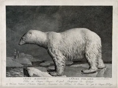 A polar bear standing on an ice floe in the Arctic sea