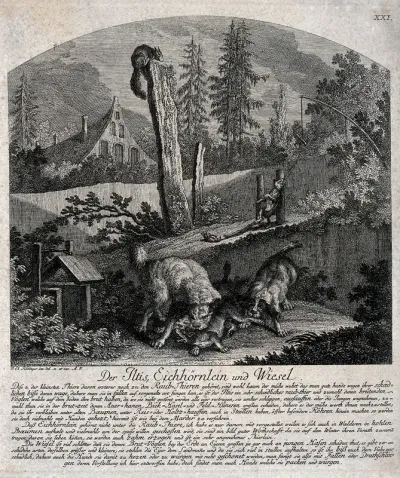 A pole cat and a weasel are hunted and killed in different ways with a squirrel watching on