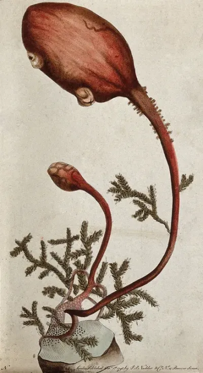 A polypary with a polyp