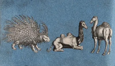 A porcupine and two camels