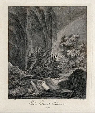 A porcupine walking in a rocky landscape