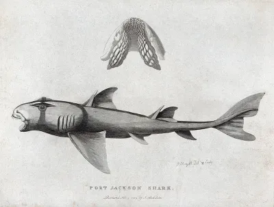 A Port Jackson shark and a detail of its gill