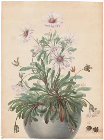 A pot with asters and two seed pods