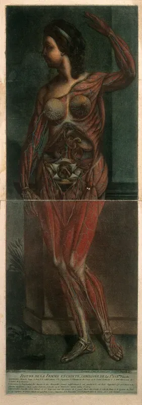 A pregnant female écorchée figure, standing with one arm raised above her head: the upper plate showing the head, trunk and upper limbs, the lower plate depicting the lower limbs and the contents of the thorax and abdomen