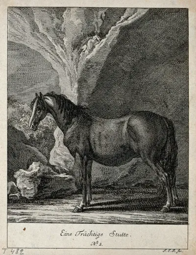 A pregnant mare