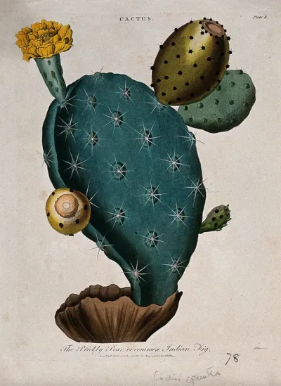 A prickly pear (Opuntia species): flowering and fruiting stem