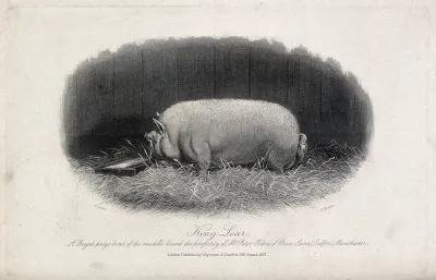 A prize boar. Etching by E. Hacker, ca 1867, after E. Corbet