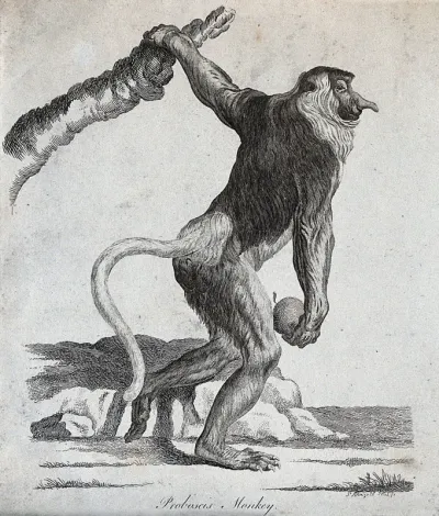 A Proboscis monkey holding on to a tree with its left arm while clasping a round object in its right hand