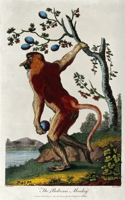 A proboscis monkey holding on to a tree with its right arm while holding a fruit in its left arm