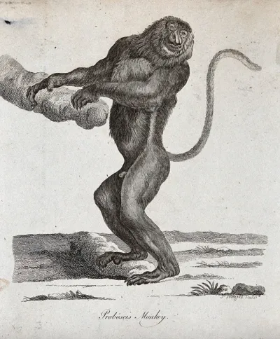 A Proboscis monkey standing upright holding on to a branch of a tree with both arms
