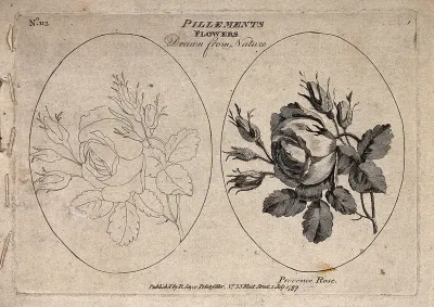 A provence rose: two flowering stems, one in outline only