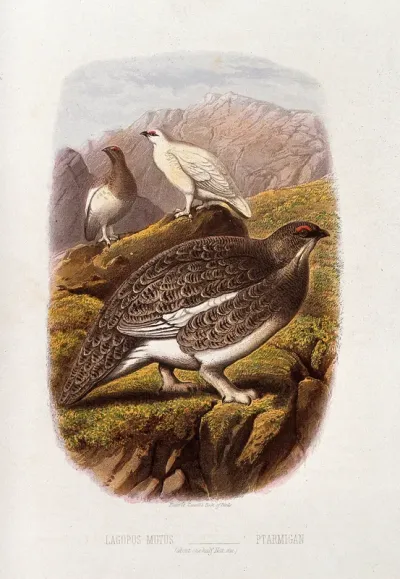 A ptarmigan (Lagopus mutus) in both summer and winter plumage