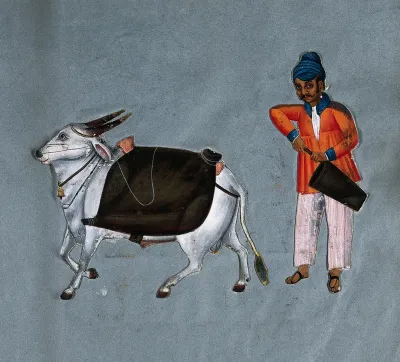 A puckally (pukhali) or water-carrier of south India, holding a bucket, with an ox