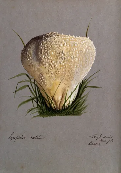 A puff ball (Lycoperdon species)