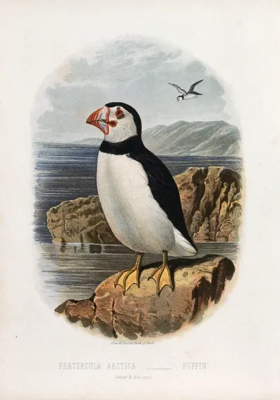 A puffin (Fratercula arctica)