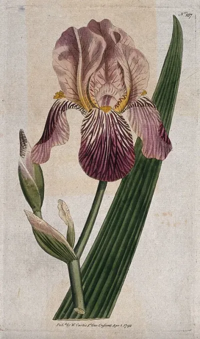 A purple iris (Iris sambucina): flower and leaf