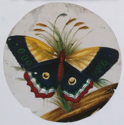 A purple, yellow, red and green butterfly