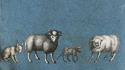 A rabbit, two sheep and a cow
