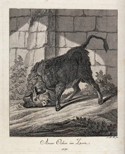 A raging aurochs turning up ground with its horns in an enclosure