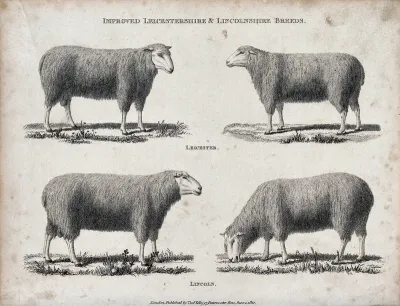 A ram and ewe of the Leicestershire and Lincolnshire breeds of sheep
