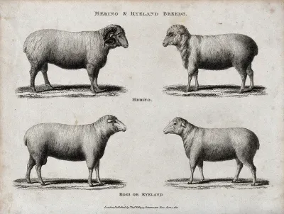 A ram and ewe of the Merino and Ryeland breeds of sheep