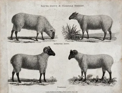 A ram and ewe of the South Down and Norfolk breeds of sheep