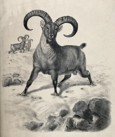 A ram, possibly of the blue or Burrhel sheep, with long curved horns