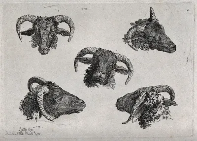 A ram's head: five views