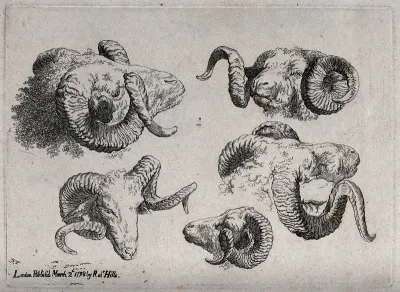 A rams's head: five views